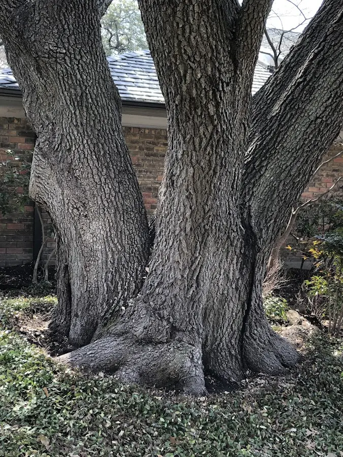 Mature heritage tree close to a Charlotte property cared for by certified arborists